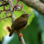 Orange-collared Manakin, female