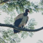 King Vulture