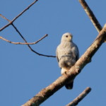 Gray-lined Hawk