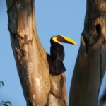 Black-mandibled Toucan
