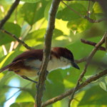 Great Antshrike