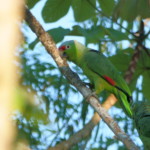 Red-Lored Parrot