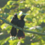 Smooth-billed Ani
