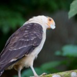 Yellow-headed Caracara
