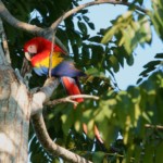 Scarlet Macaw