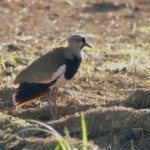 Southern Lapwing