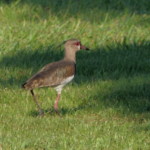 Southern Lapwing