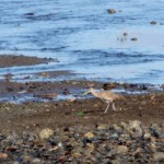 Willet
