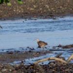 Whimbrel