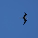 Magnificent Frigatebird
