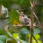 Band-tailed Barbthroat
