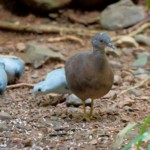 Little Tinamou and Blue Ground-doves