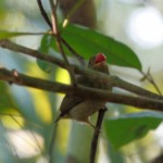 Red-capped Manakin female