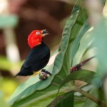 Red-capped Manakin