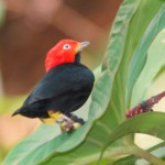 Red-capped Manakin