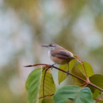 Isthmian Wren