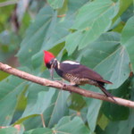 Lineated Woodpecker