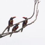 Fiery-billed Aracari