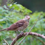 Rose-breasted Grosbeak