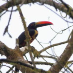 Fiery-billed Aracari