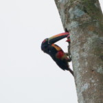 Fiery-billed Aracari