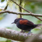 Slaty Spinetail