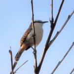 Rufous-naped Wren