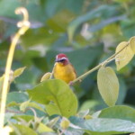 Rufous-capped Warbler