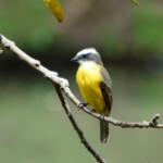 Social Flycatcher