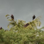 Turkey and Black Vultures