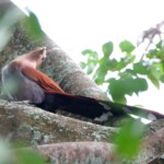 Squirrel Cuckoo