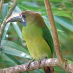 Emerald Toucanet