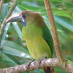 Emerald Toucanet