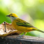 Silver-throated Tanager