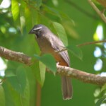 Grayish Saltator