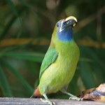 Emerald Toucanet