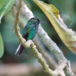 Coppery-headed Emerald