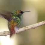 Coppery-headed Emerald