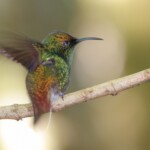 Coppery-headed Emerald