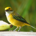 Silver-throated Tanager