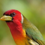 Red-headed Barbet