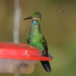 Green-crowned Brilliant
