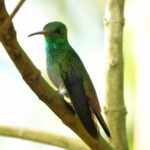 Rufous-tailed Hummingbird