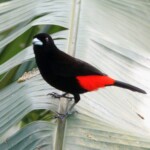 Passerini's Tanager
