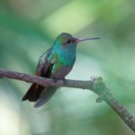 Rufous-tailed Hummingbird