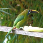 Emerald Toucanet