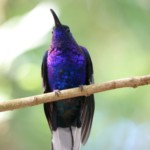 Violet Sabrewing