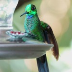 Green-crowned Brillian