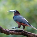 Chestnut-headed Oropendola