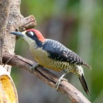 Black-cheeked Woodpecker